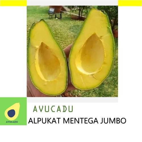 

AVUCADU | Allpukat Mentega Jumbo [ Paket 1 kg ]