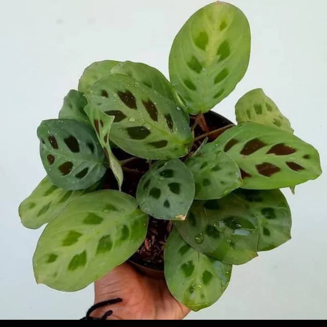 Tanaman hias calathea  levonero  kalathea leuconeura var 