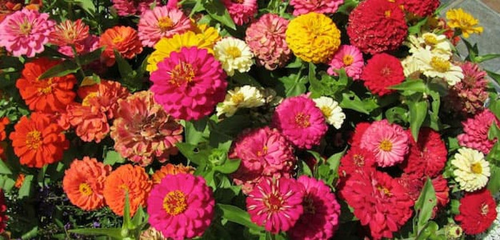 Haira Seed BIbit-Biji Bunga Zinnia California Giant Mix