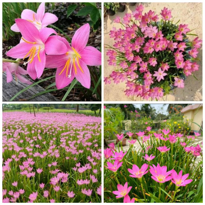 Tanaman Lili Hujan Peri Mawar Tumbuhan Hias Hidup Rain Lily Fairy Pink or Kucai tulip Merah Jambu