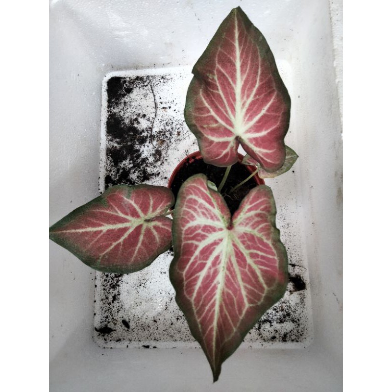 Caladium Rich Of Thai Bibit