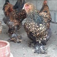 TELUR AYAM HIAS BRAHMA GOLD LACED UNTUK DI TETASKAN