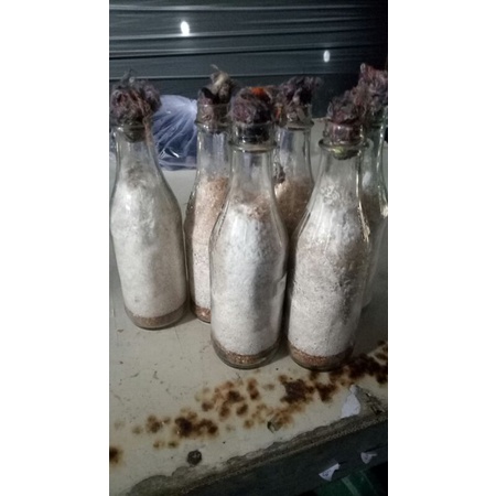 

bibit F1 jamur tiram