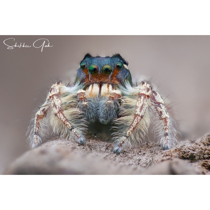 Phidippus Putnami (jumping spider)