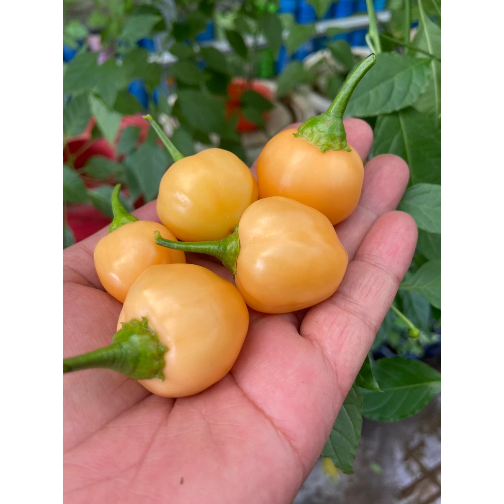 Benih Bibit Biji - Cabai Peppa Peach Pepper Cabe Seeds