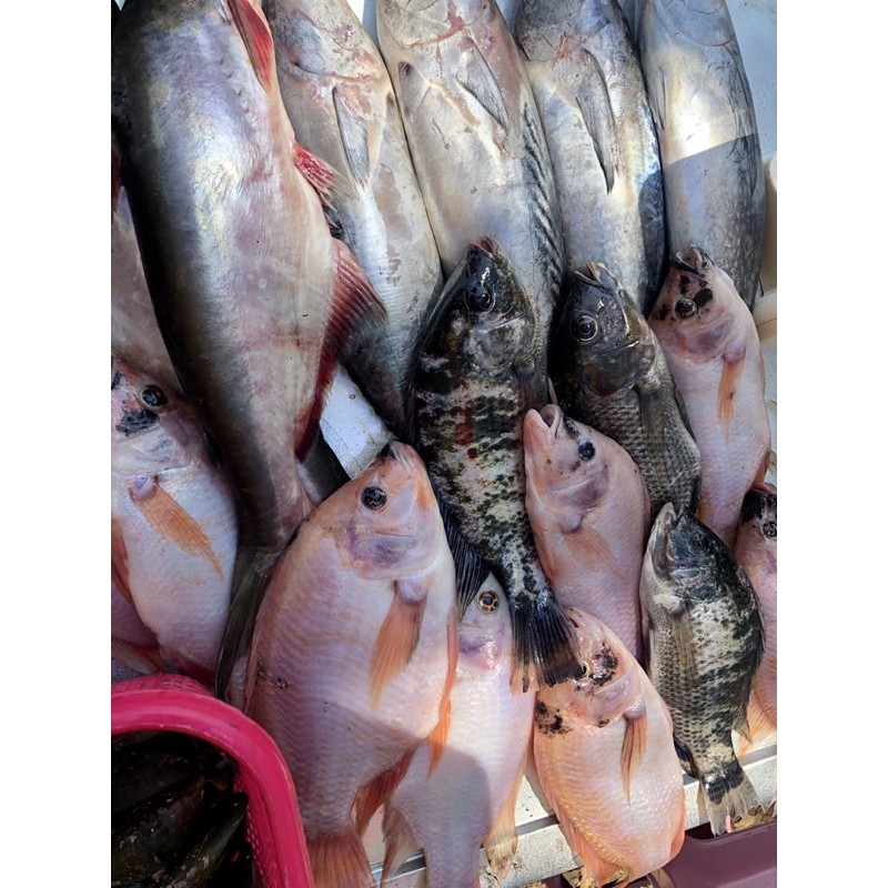 IKAN SEGAR 1 Kg Khusus Gosend