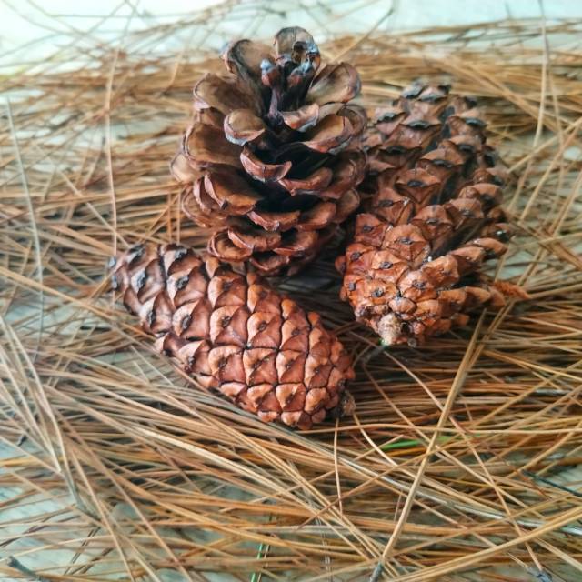 Buah pinus  biji pinus  pine cone Shopee Indonesia