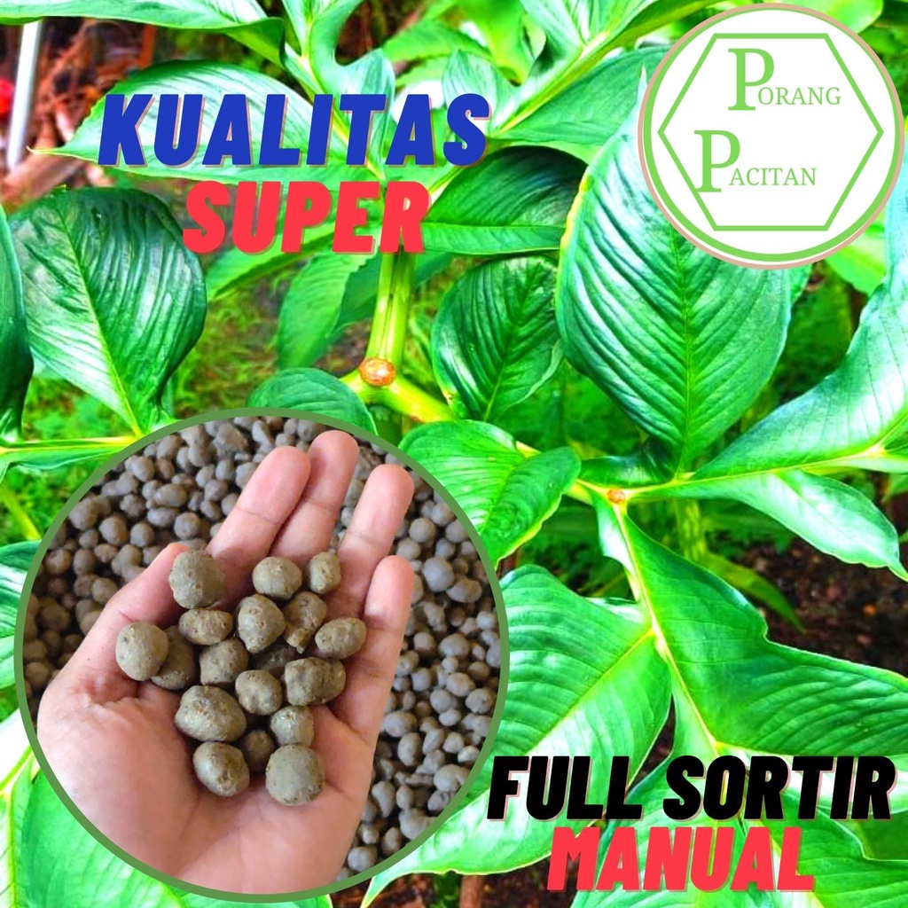 Bibit Porang bubil Asli Dorman Isi 500–600 Butir per Kg – Siap Tanam