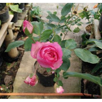 Bibit Tanaman Bunga Hias Mawar Pink holland (Rose Pink) BERGARANSI