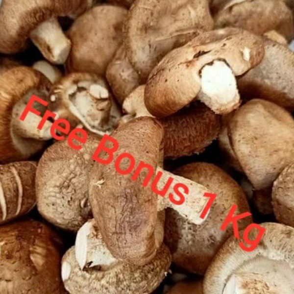 

Jamur Shitake Fresh | Shitake Mushroom + Gratis Bonus