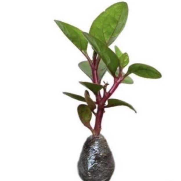 Pohon binahong merah / Tanaman Herbal BInahong Merah