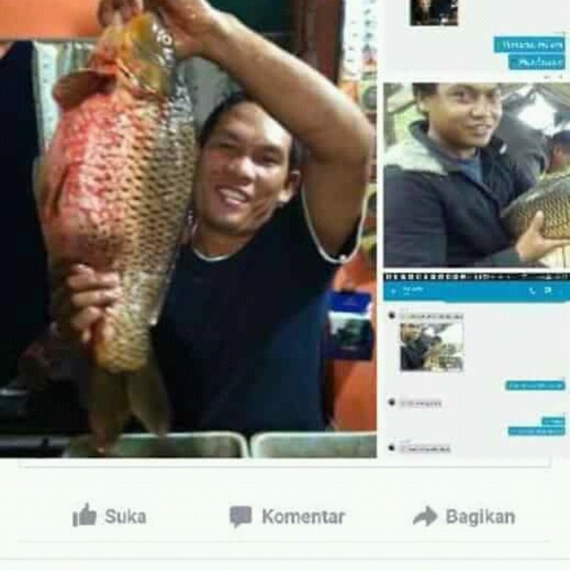 Essen jitu ikan mas biang asli