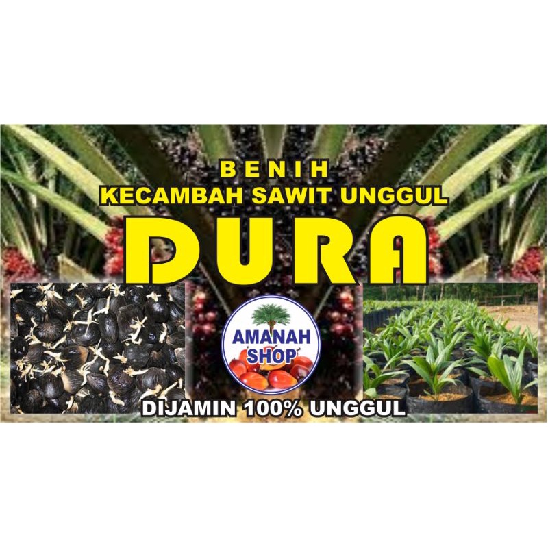bibit unggul kelapa sawit (Dura) biji besar