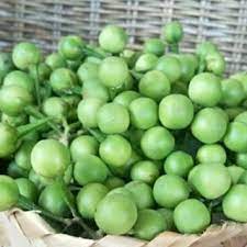 

buah tekukak-cepokak-terung pipit rimpang segar baru dipetik netto 100 gram