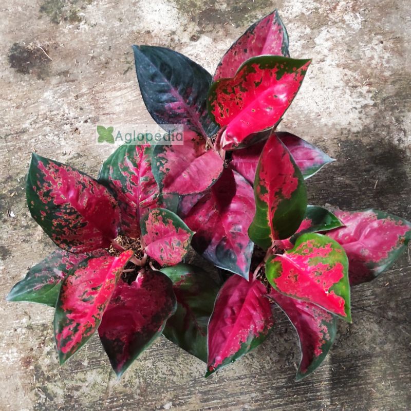 Suksom batik -  Aglopedia