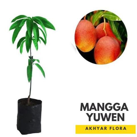Bibit Mangga Yuwen Pohon Mangga Bibit Buah Mangga Taiwan Merah