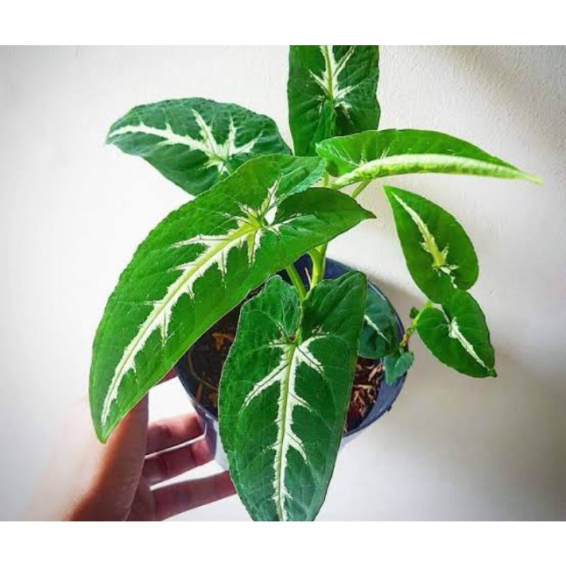 syngonium wendlandii