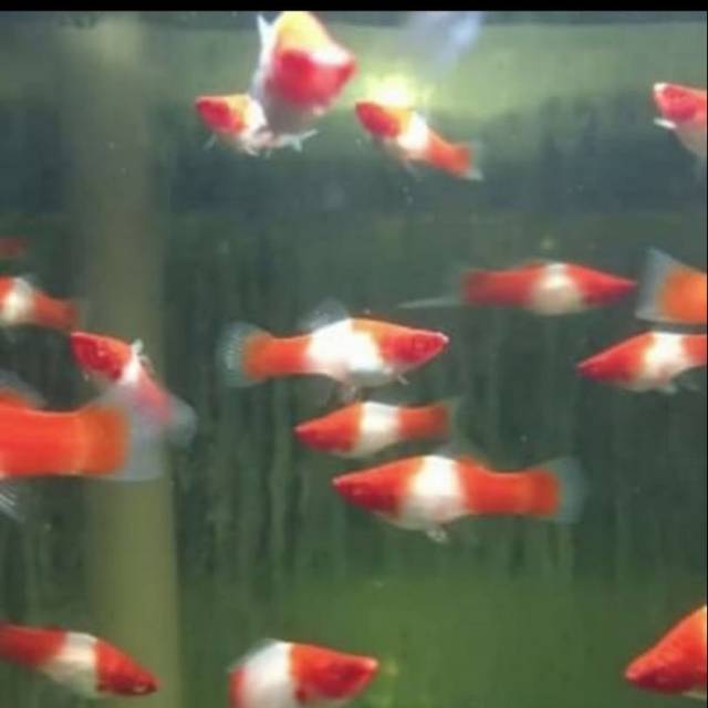 Ikan platy santa claus