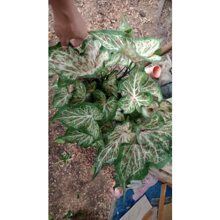 Size Remaja Tanaman Hias Keladi Gingerland