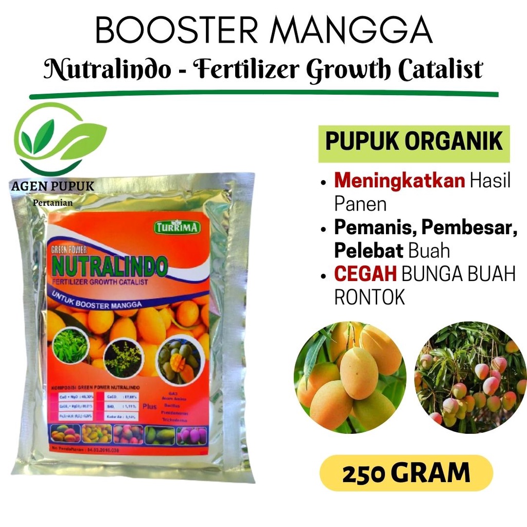 Booster Mangga Perangsang Buah Serbuk TERBAIK, Pupuk Mangga Supaya Berbuah Lebat