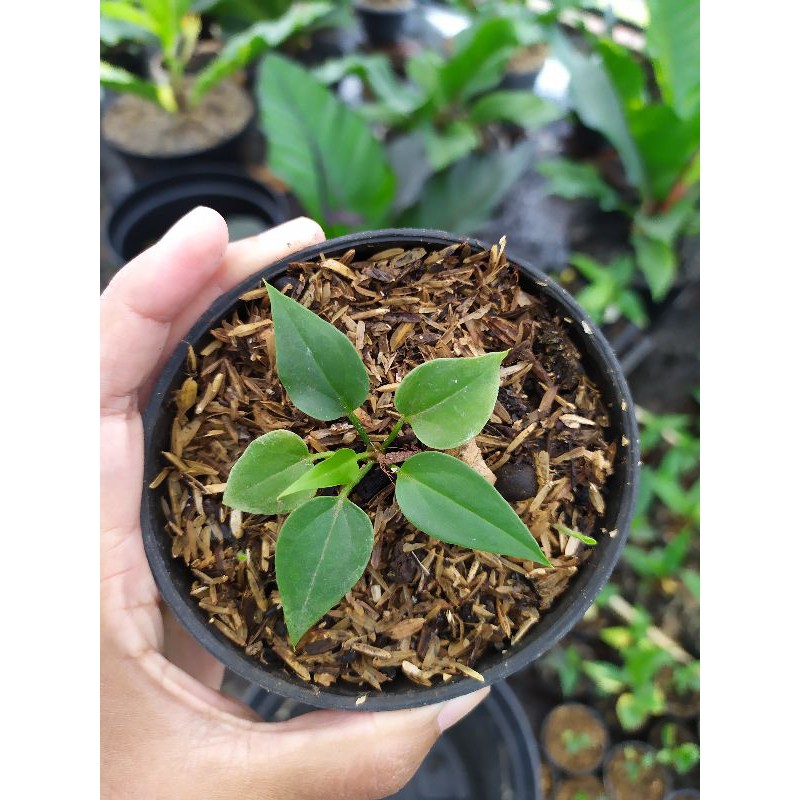 Tanaman Gelombang Cinta dari Indukan Varigata