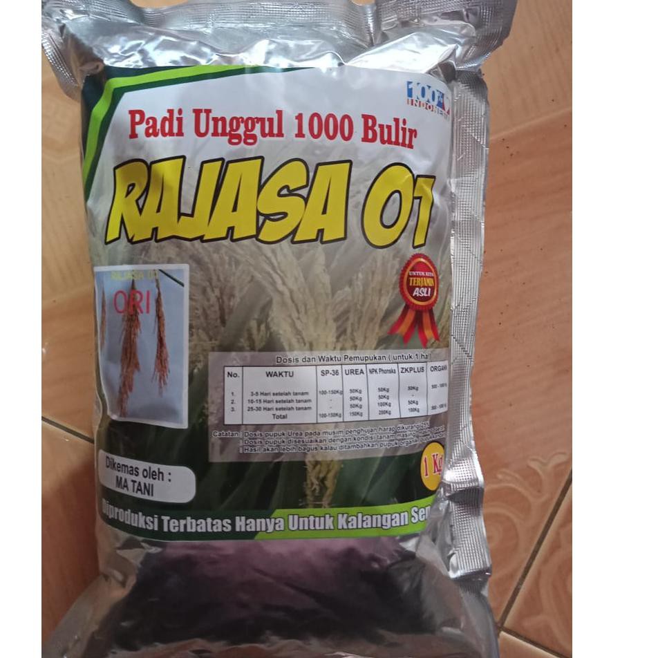 Di jamin*,, Bibit Padi Rajasa 01 Bibit 1000 Bulir