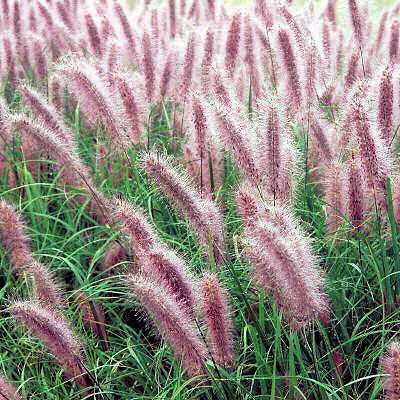 Bibit Benih Rumput Ekor Kucing Ungu (100 Butir)