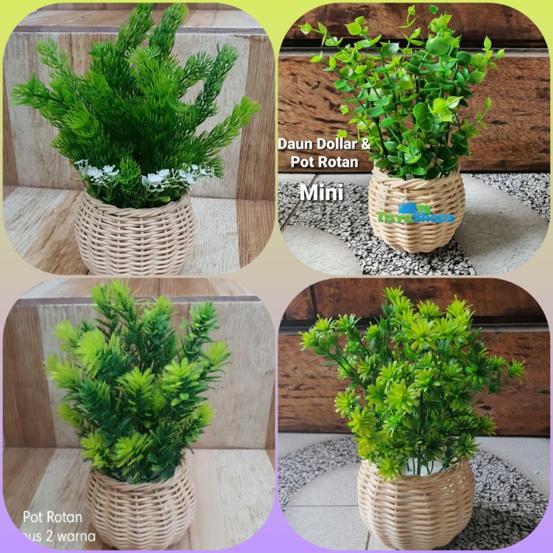 Bunga Pinus Hijau + Pot Rotan Set