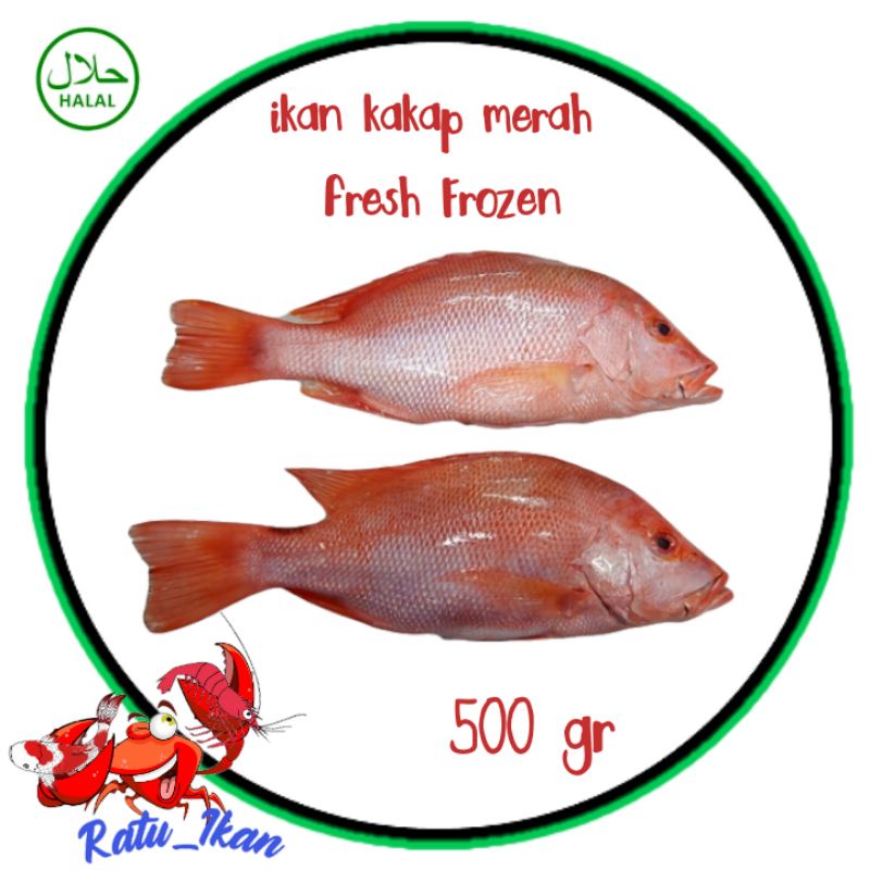 

ikan kakap merah fresh Frozen [500gram]