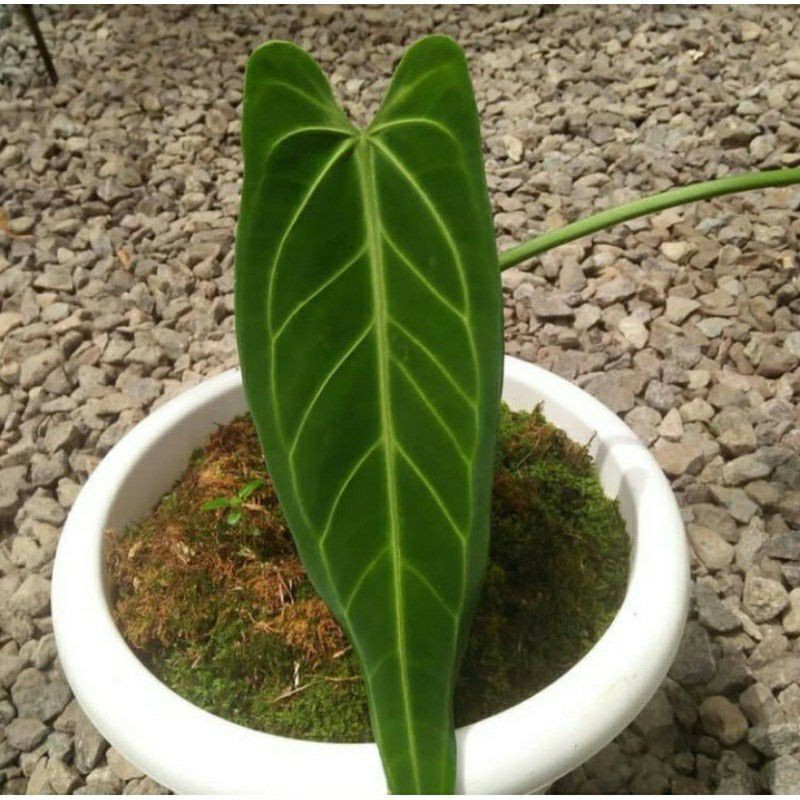 BIBIT-BONGGOL ANTURIUM WAROCQUIANUM-LIDAH GAJAH