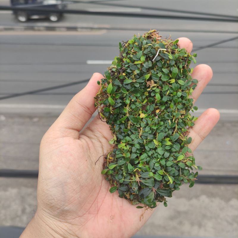 Buce Bucephalandra sp. Super mini/micro