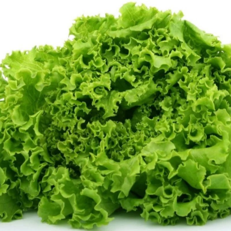Selada Segar 500 gr Sayur Segar Cikarang Sayur Murah Bekasi