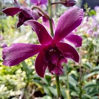 Anggrek dendro dendrobium caesar red siap bunga,spike,knop dan bunga