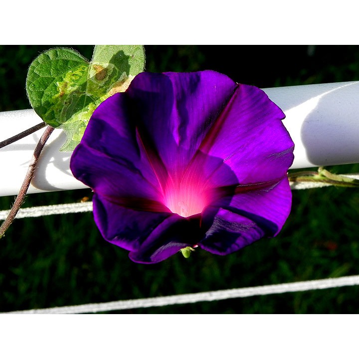 Benih Bibit Biji - Bunga Japanese Morning Glory Kniola's Black (Ipomoea Purpurea) Flower Seeds