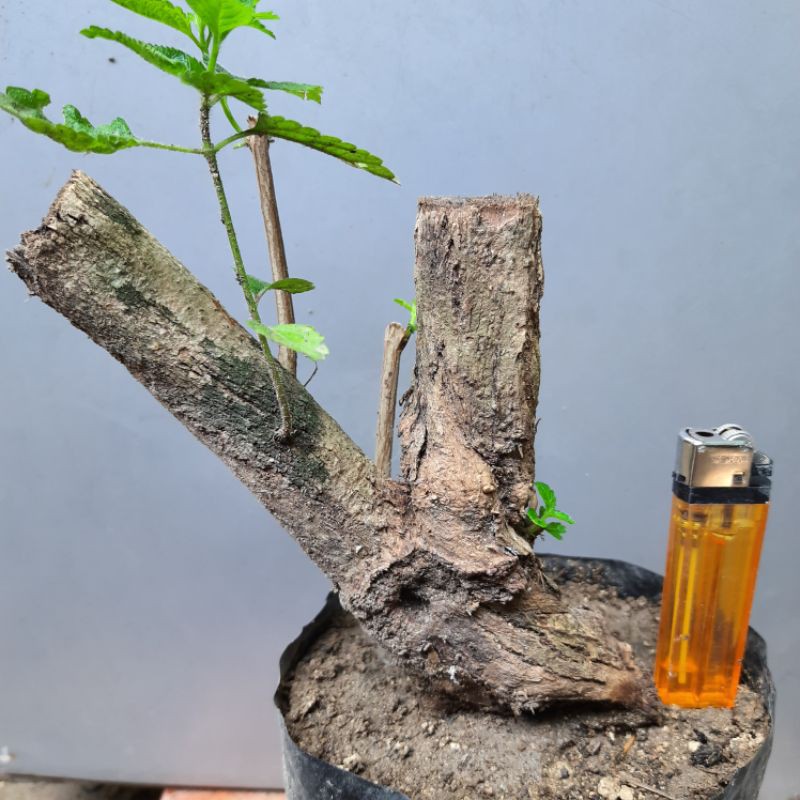 Bahan bonsai Lantana camara / tembelek orange berkarakter