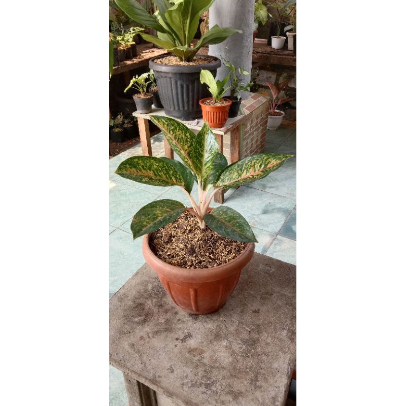 tanaman hias aglonema big papa- aglonema big papa