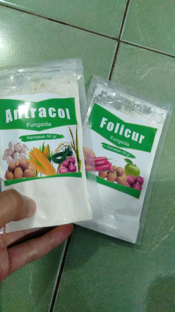 Pembasmi Hama Jamur Pada Tanaman (fungisida Antracol)
