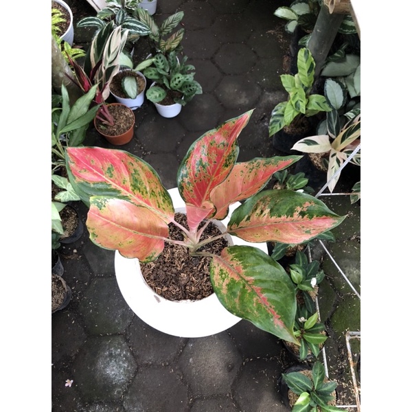 Aglaonema kochin tembaga pelangi
