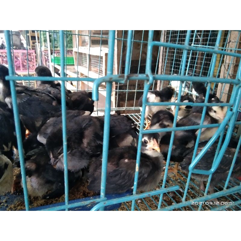 AYAM BANGKOK ASLI BUKAN DOC/PITIK SUDAH BESAR