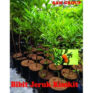 Jual Joss Harga Promo Bibit Tanaman Pohon Jeruk Kimkit Nagami Kumkuat Kingkit Viral Shopee