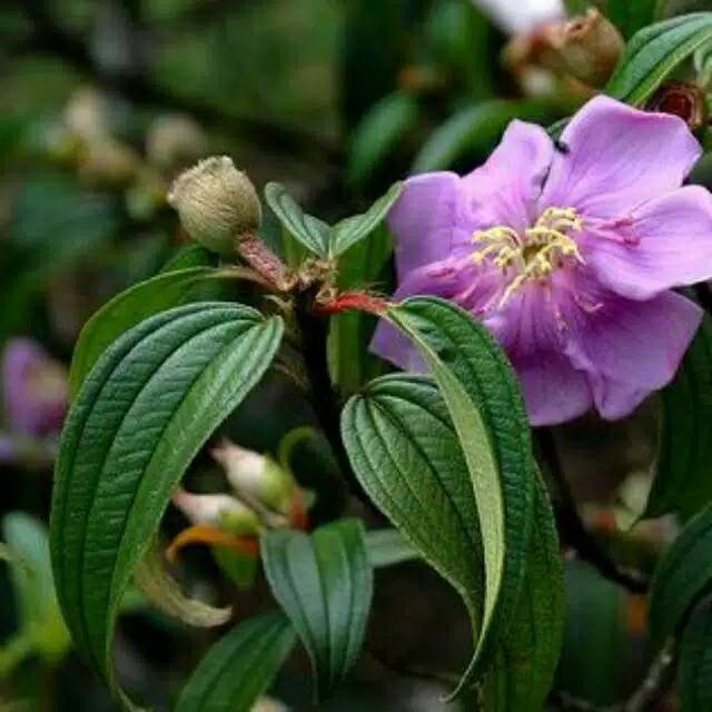 Bahan Bonsai Senggani Shopee Indonesia