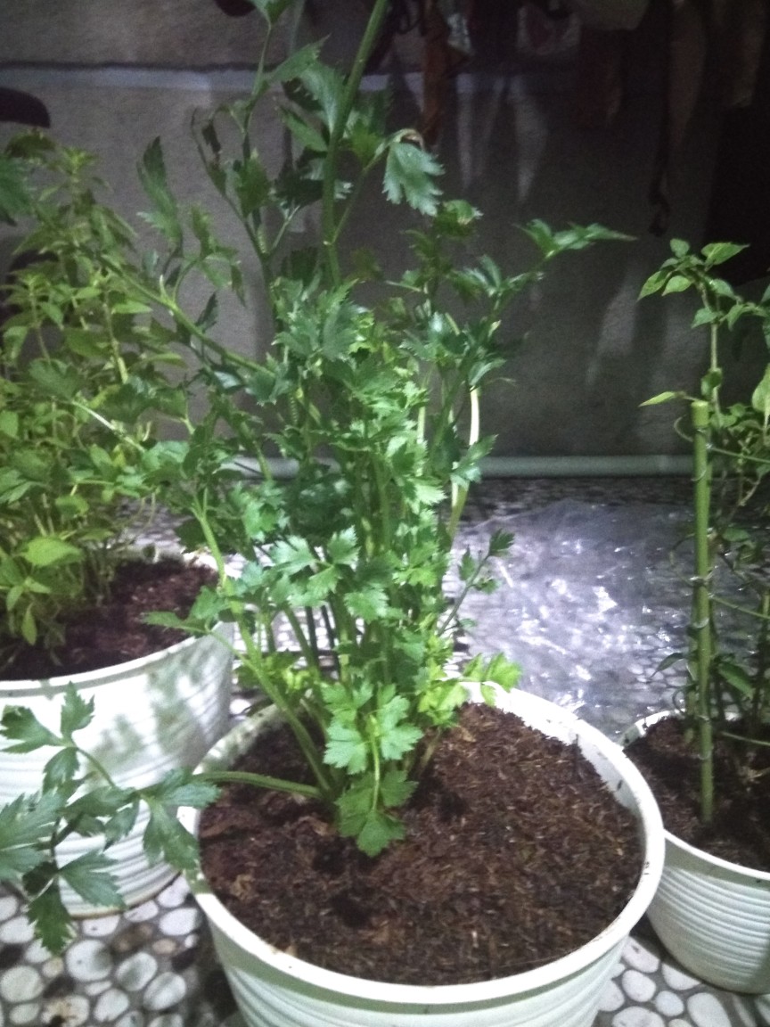 Tanaman Seledri Daun Rimbun