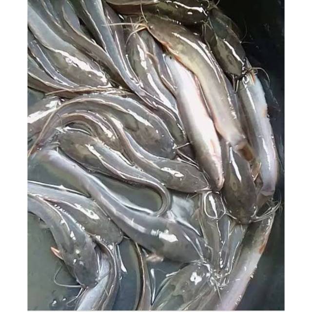 

bibit lele .ukuran besar