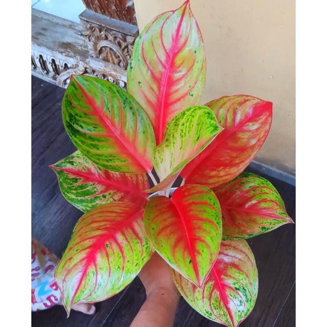 Aglonema Andini mutasi Tanaman Hias Bunga Aglaonema Murah Merah BUKAN bonggol bibit - tanaman hias h