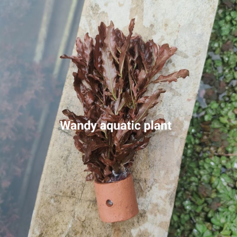 ludwigia inclinata brown tanaman aquascape