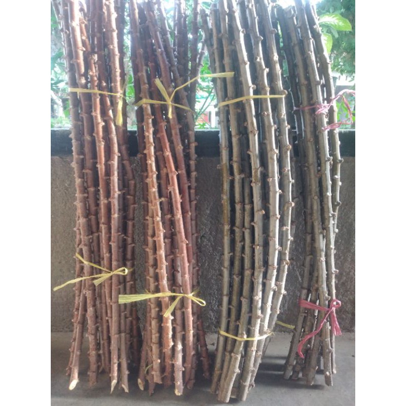 Bibit Singkong Gajah dan Bibit Singkong Mentega