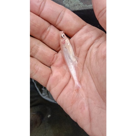 ikan patin albino