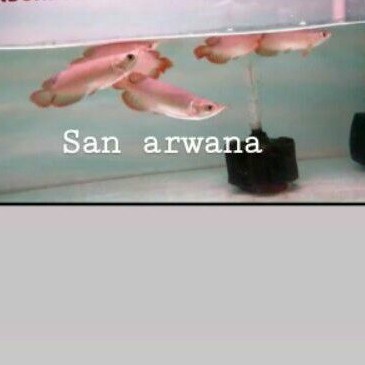 ikan arwana short body arwana super red sb