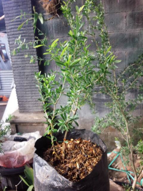 Bahan Bonsai Saeng Simbur Vietnam