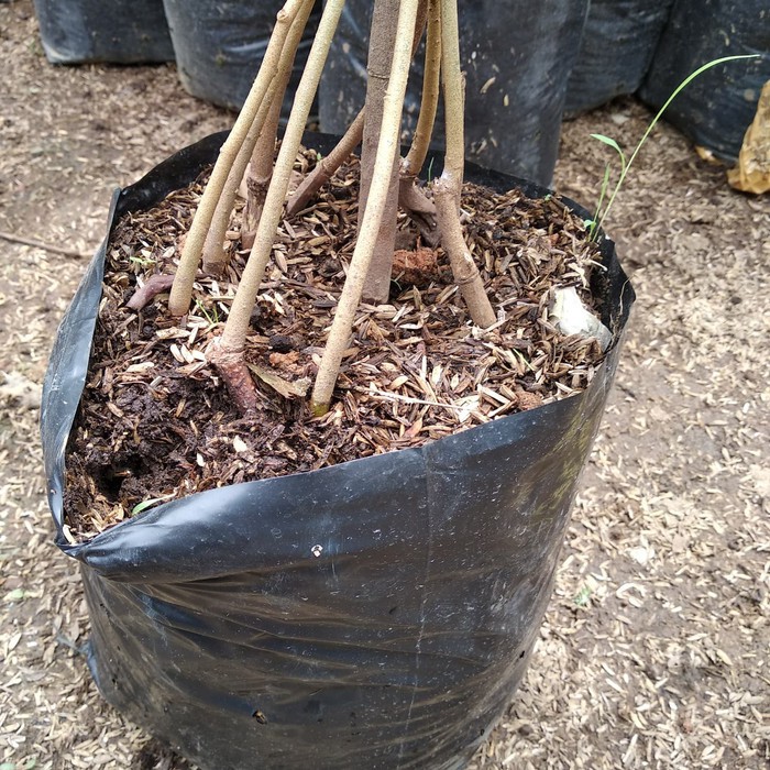 bibit buah durian musangking kaki 10